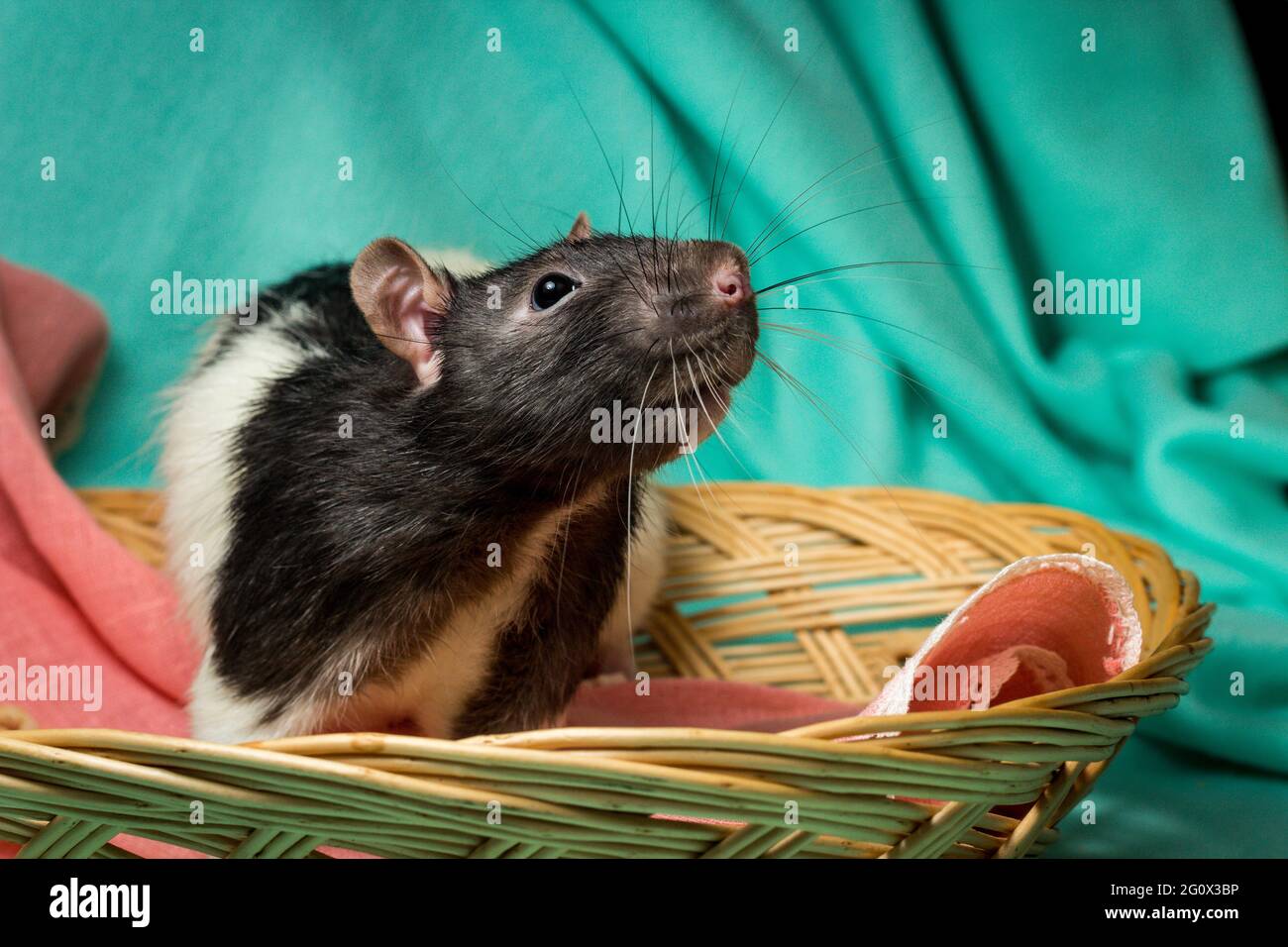Friendly hooded pet rat playing in wicker basket Stock Photo Alamy