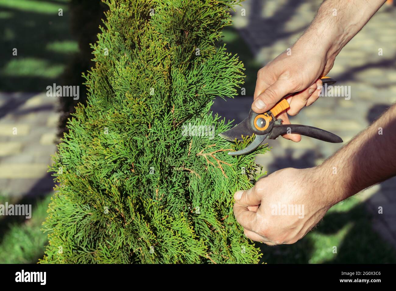 Hands of man who cuts thuja branches with a pruner in garden in sunlight Stock Photo
