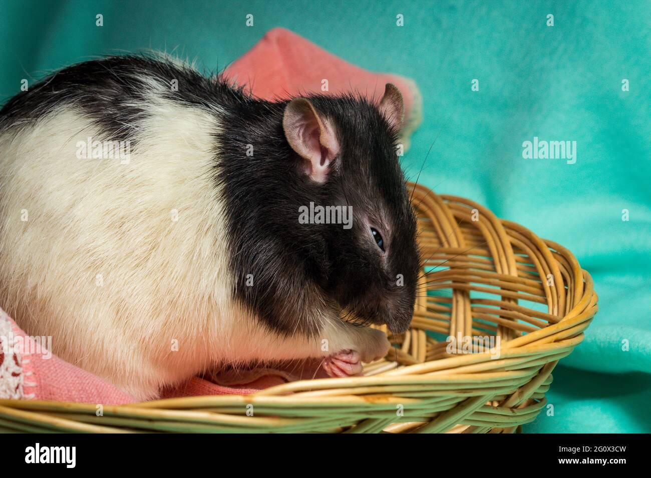 Friendly hooded pet rat playing in wicker basket Stock Photo Alamy