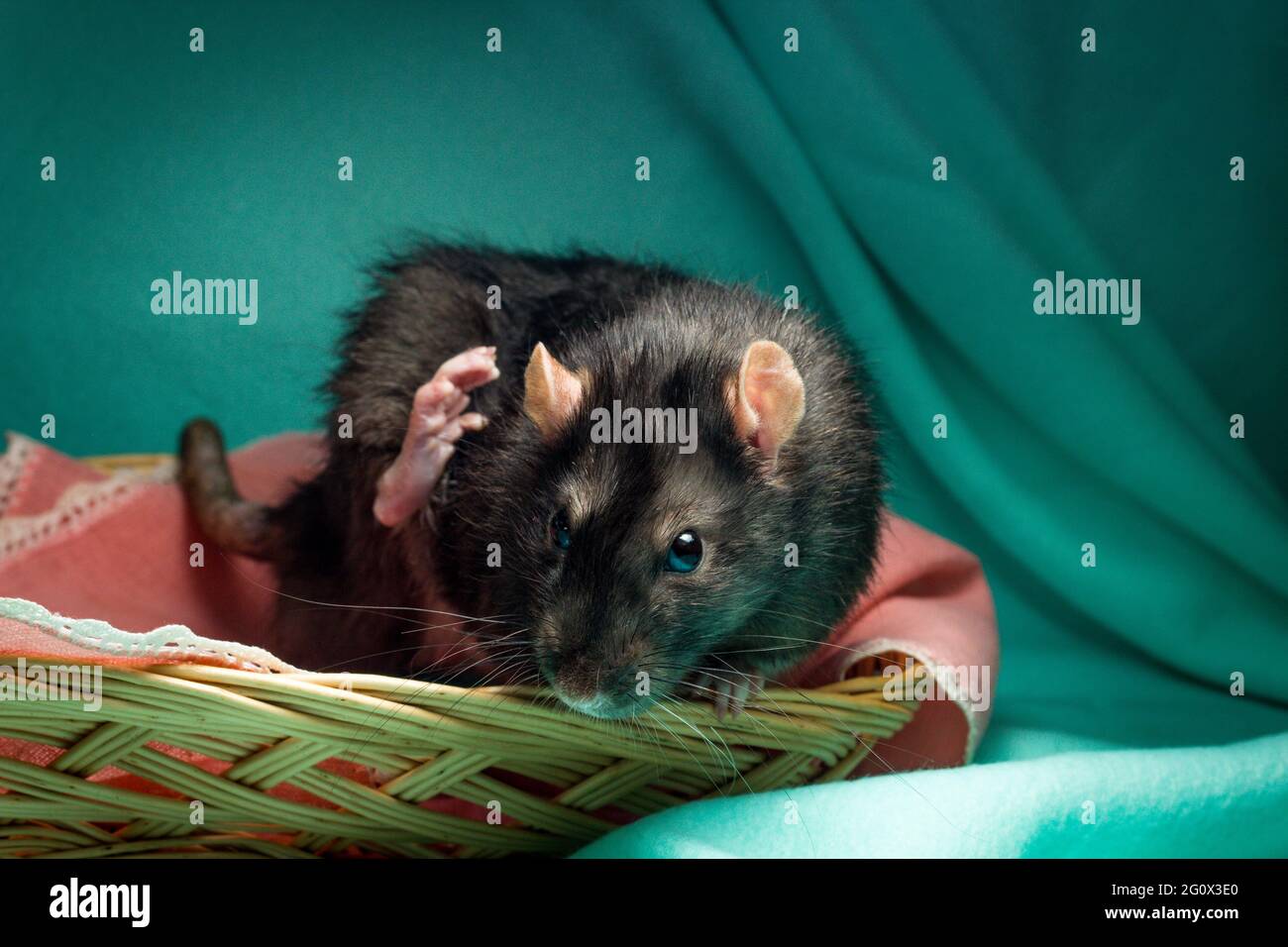 Berkshire rat hi-res stock photography and images - Alamy