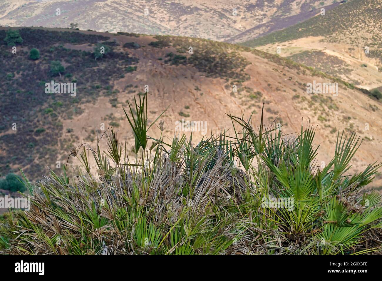High mountain plants hi-res stock photography and images - Alamy