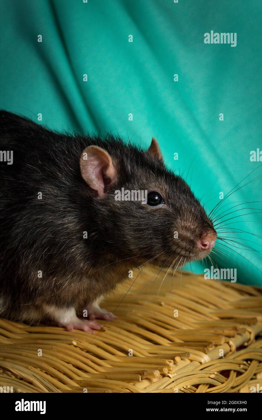Berkshire rat hi-res stock photography and images - Alamy