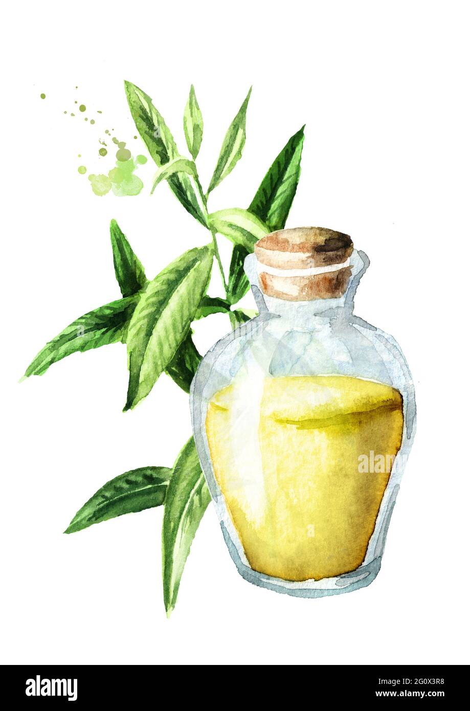 Lemon verbena essential oil. Watercolor hand drawn illustration isolated on white background Stock Photo