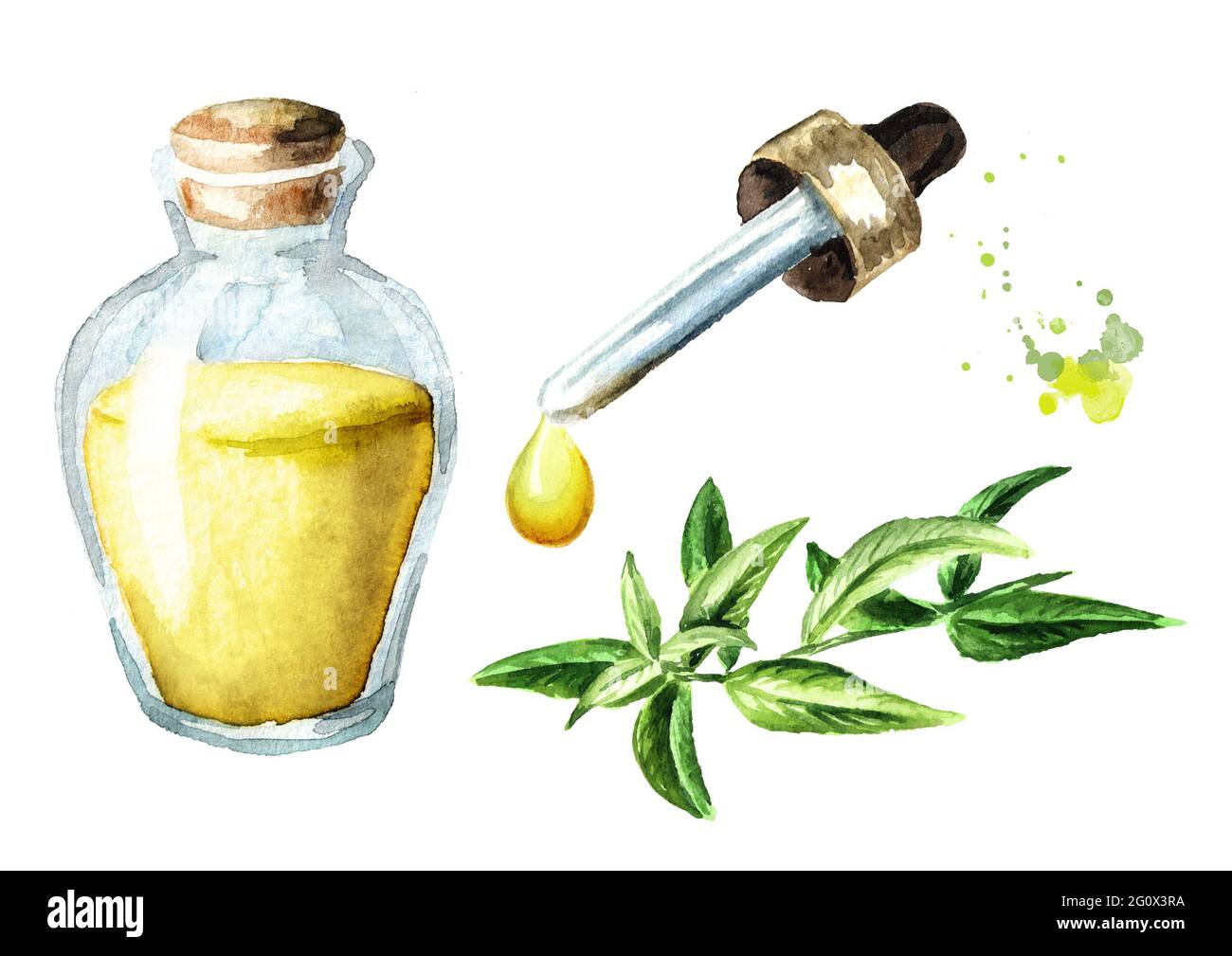 Lemon Verbena Essential Oil Set Watercolor Hand Drawn Illustration lemon-verbena-essential-oil-set-watercolor-hand-drawn-illustration