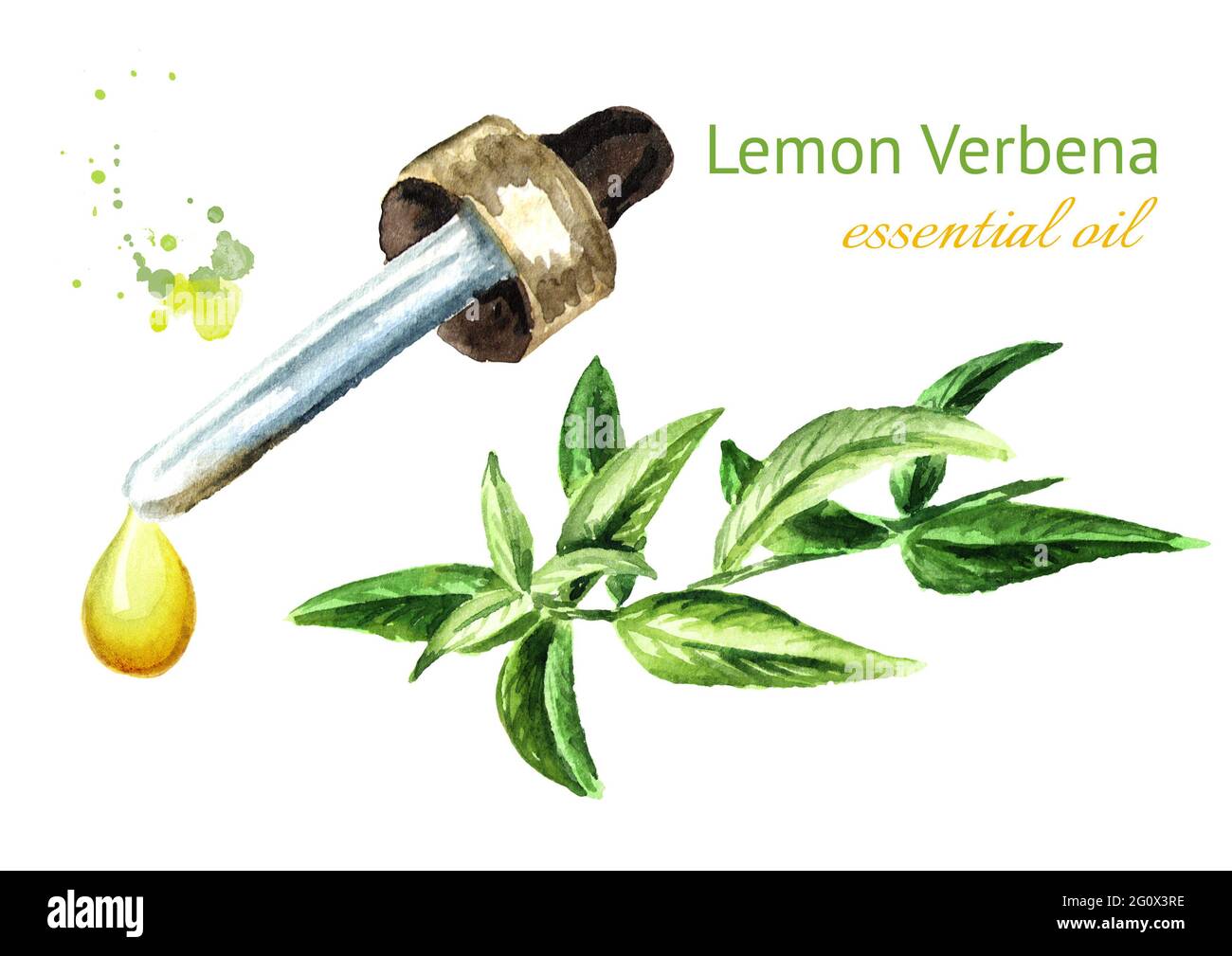 Lemon verbena essential oil drop. Watercolor hand drawn illustration, isolated on white background Stock Photo