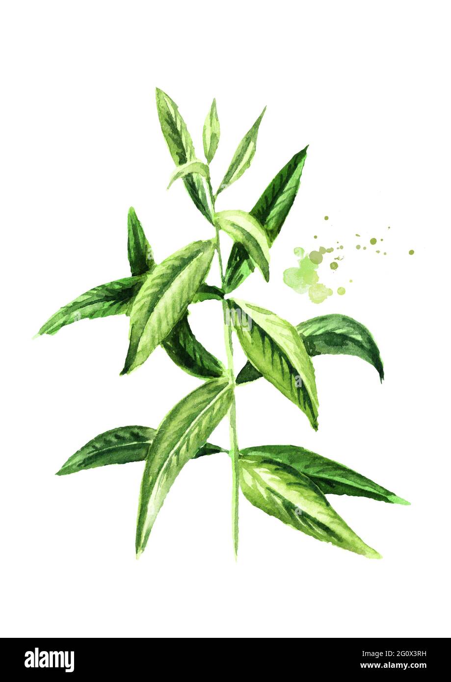 Lemon verbena sprig for herb tea, for aromatherapy. Watercolor hand drawn illustration, isolated on white background Stock Photo