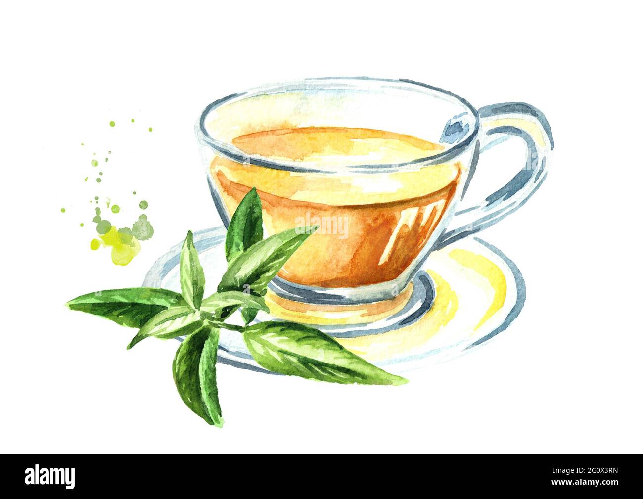 Medicinal plant Lemon Verbena tea. Watercolor hand drawn illustration, isolated on white background Stock Photo
