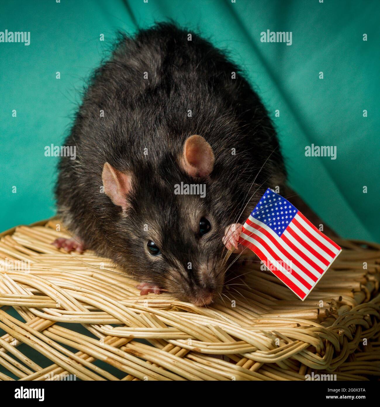 Berkshire rat hi-res stock photography and images - Alamy