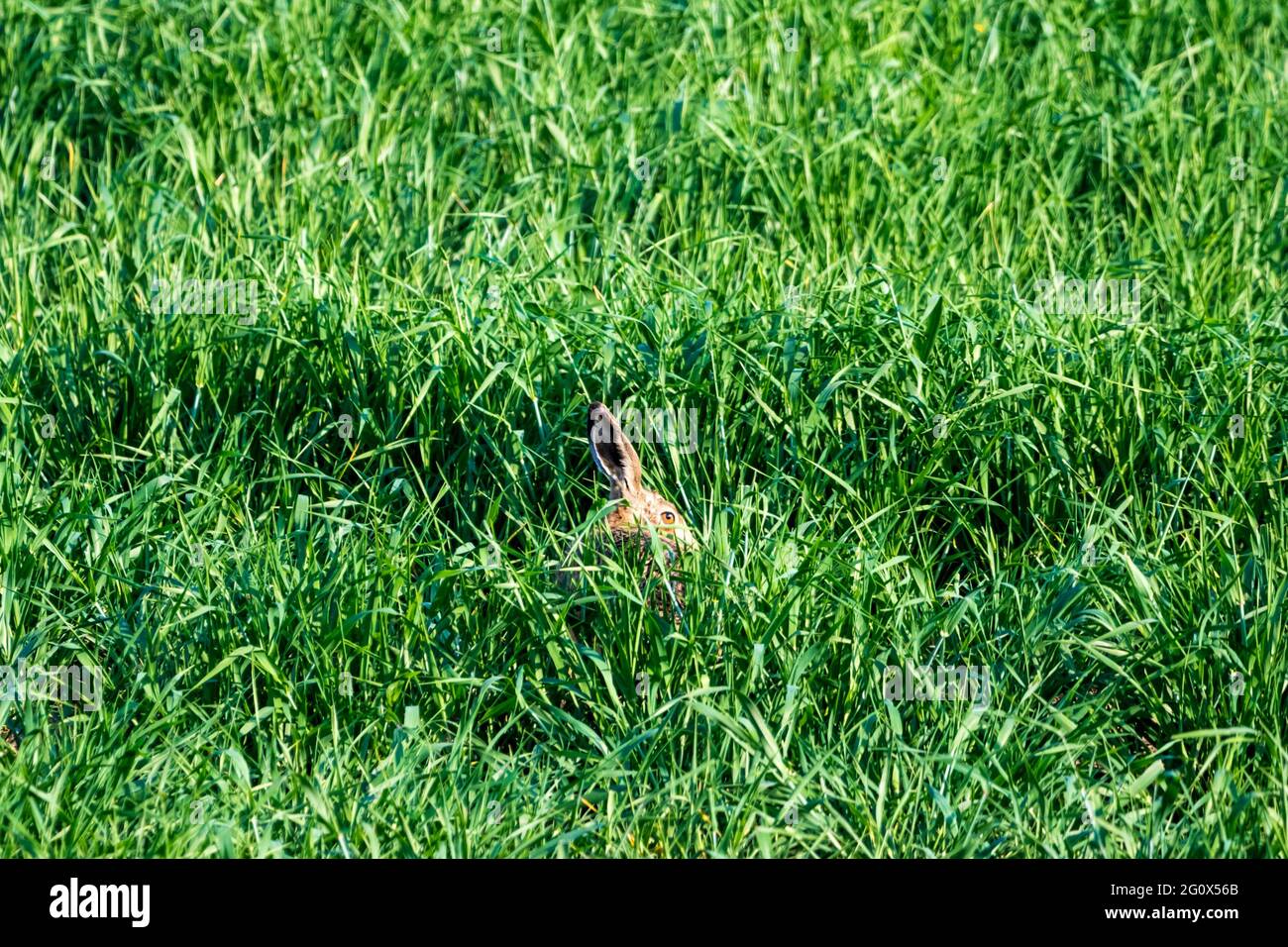 Brown hare crouching in a growing crop at Ken Hill, Snettisham in Norfolk. Stock Photo