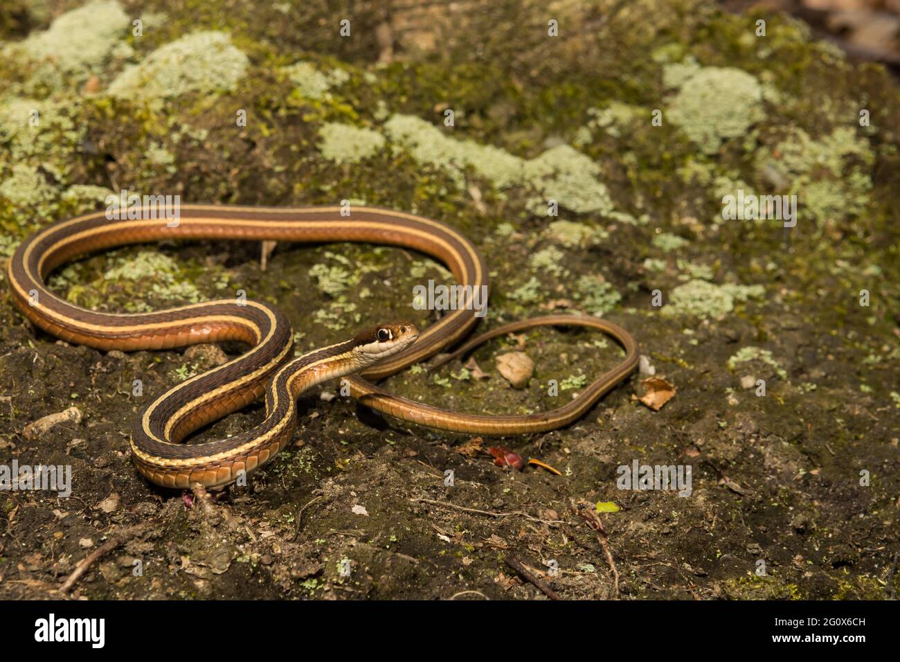 Eastern Ribbon Snake (Thamnophis saurita Stock Photo Alamy