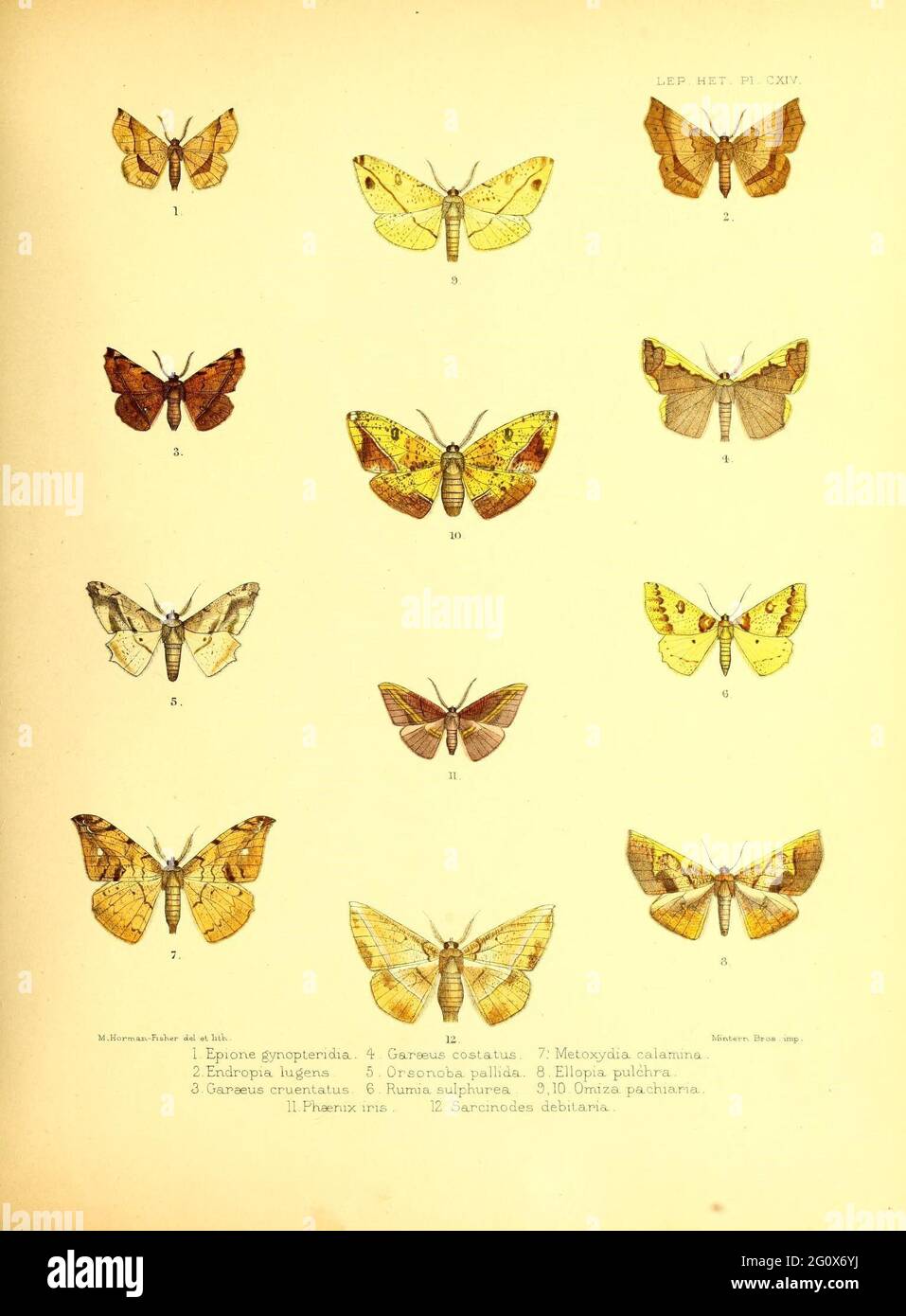 Illustrations of typical specimens of Lepidoptera Heterocera in the collection of the British Museum London :Printed by order of the Trustees,1877-93. Stock Photo