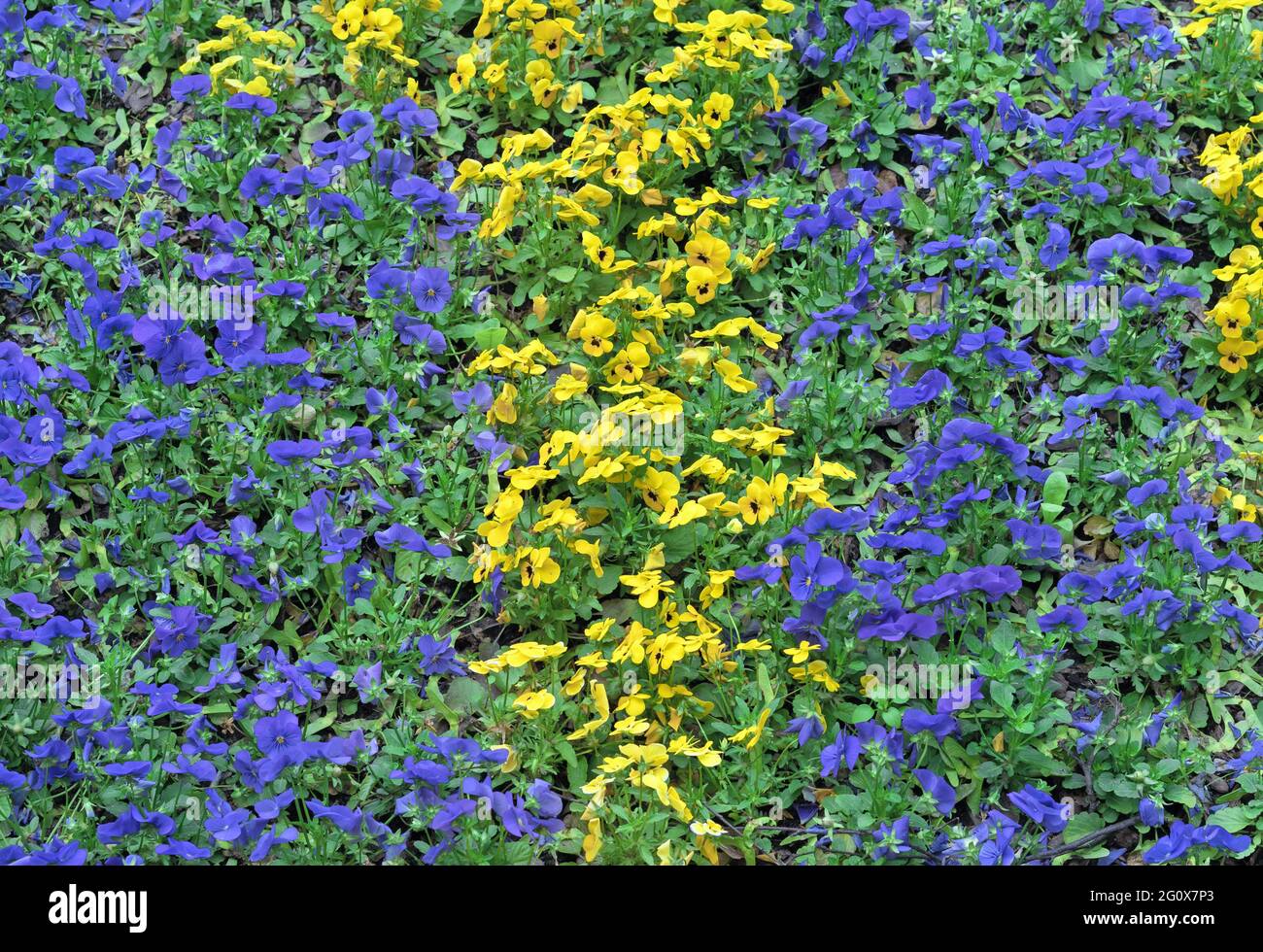 Violet-yellow pansies bloom on a flower bed in a summer garden. Stock Photo