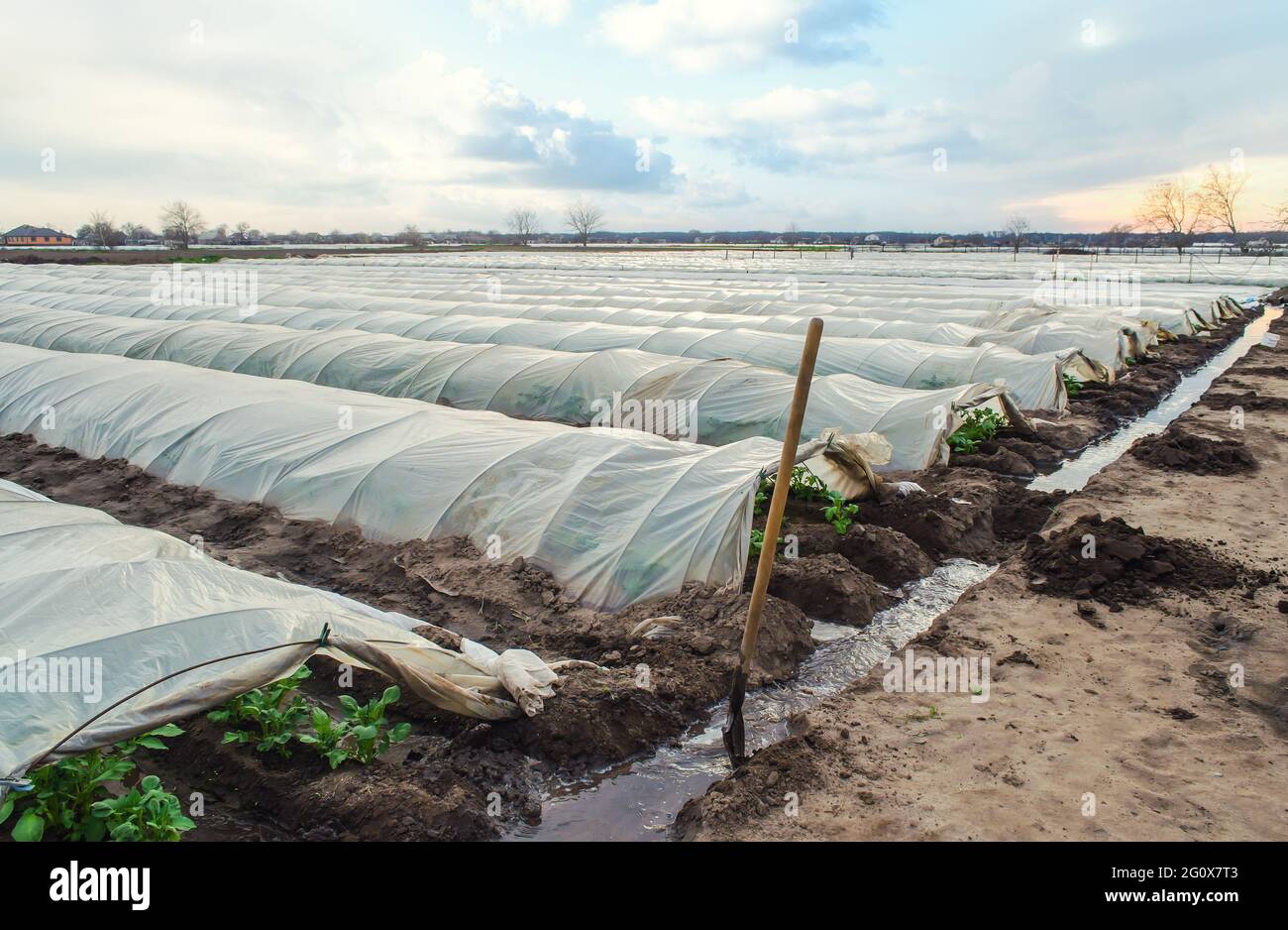 Open tunnel rows of potato bushes plantation and an irrigation canal filled  with water. Agroindustry and agriculture. Growing early potatoes under pro  Stock Photo - Alamy