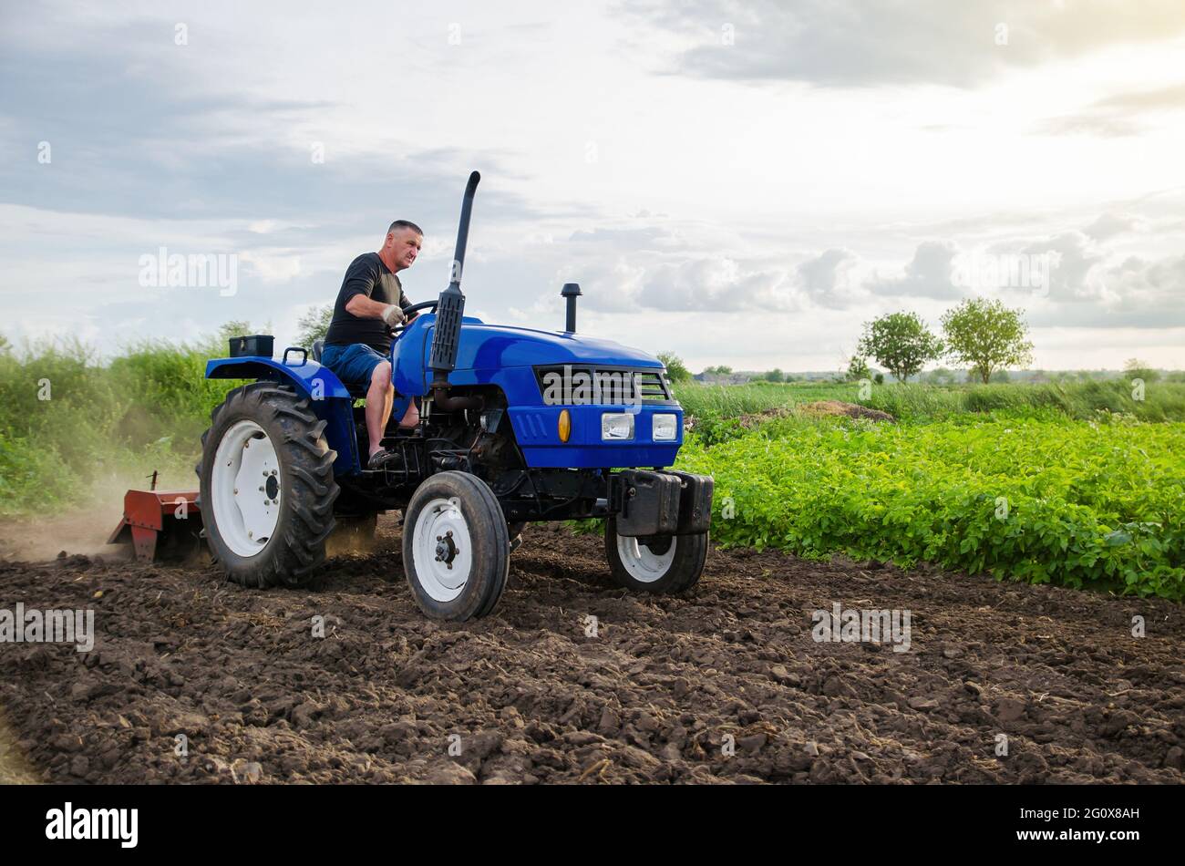 Farmer on tractor cultivates farm field. Milling soil, crushing and loosening ground before