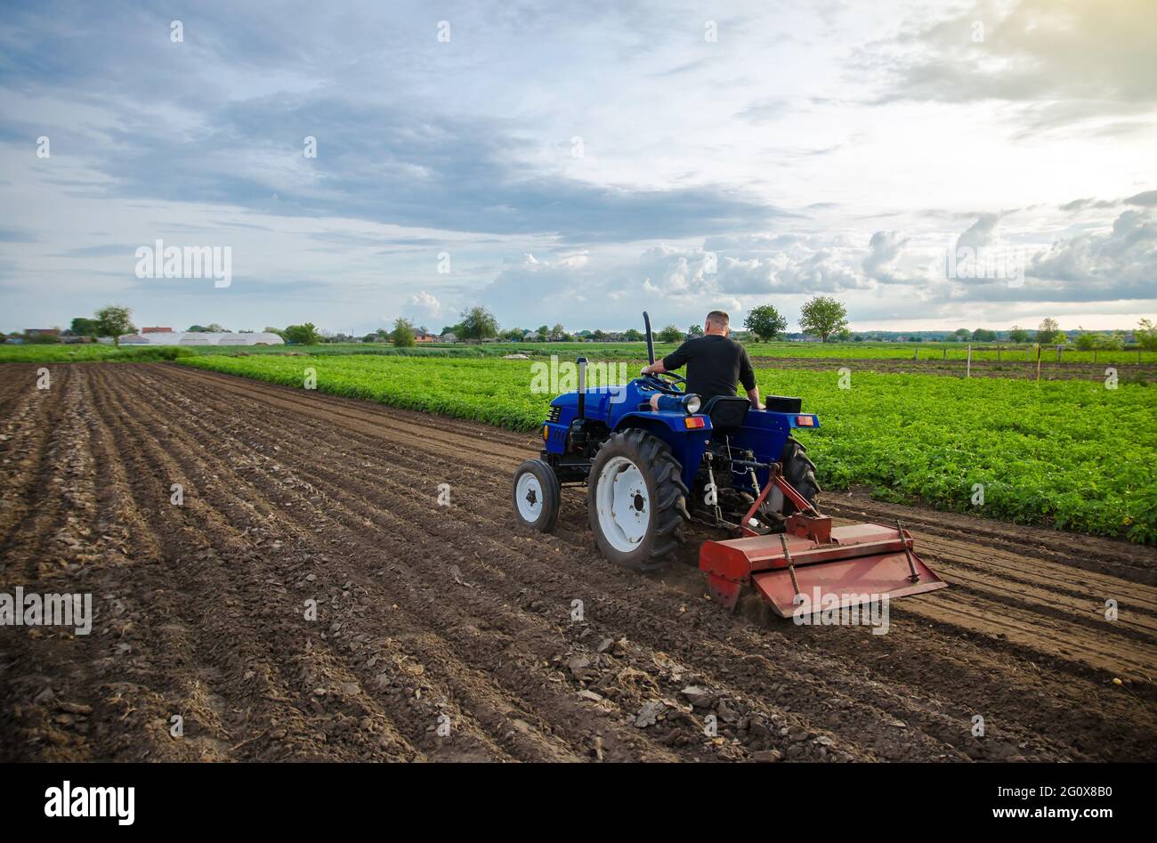 Farmer on tractor cultivates farm field. Milling soil, crumbling ground before cutting rows
