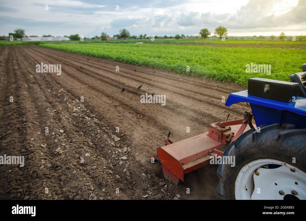 A tractor with a milling machine is cultivating a farm field. Loose ...