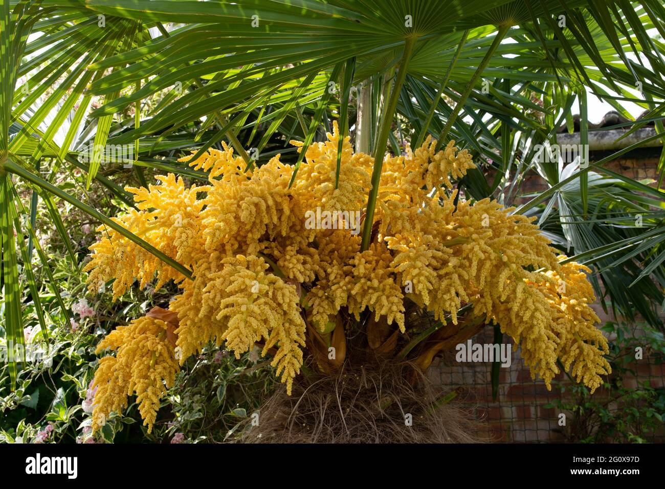 hardy fan palm Trachycarpus Fortunei Chusan Palm Stock Photo Alamy