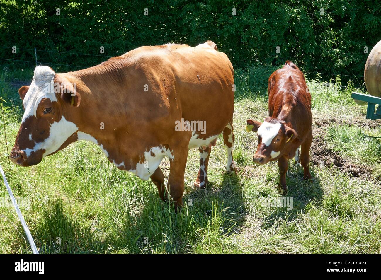 Beautiful shot of a brown cow with a calf standing in the rural farm on ...