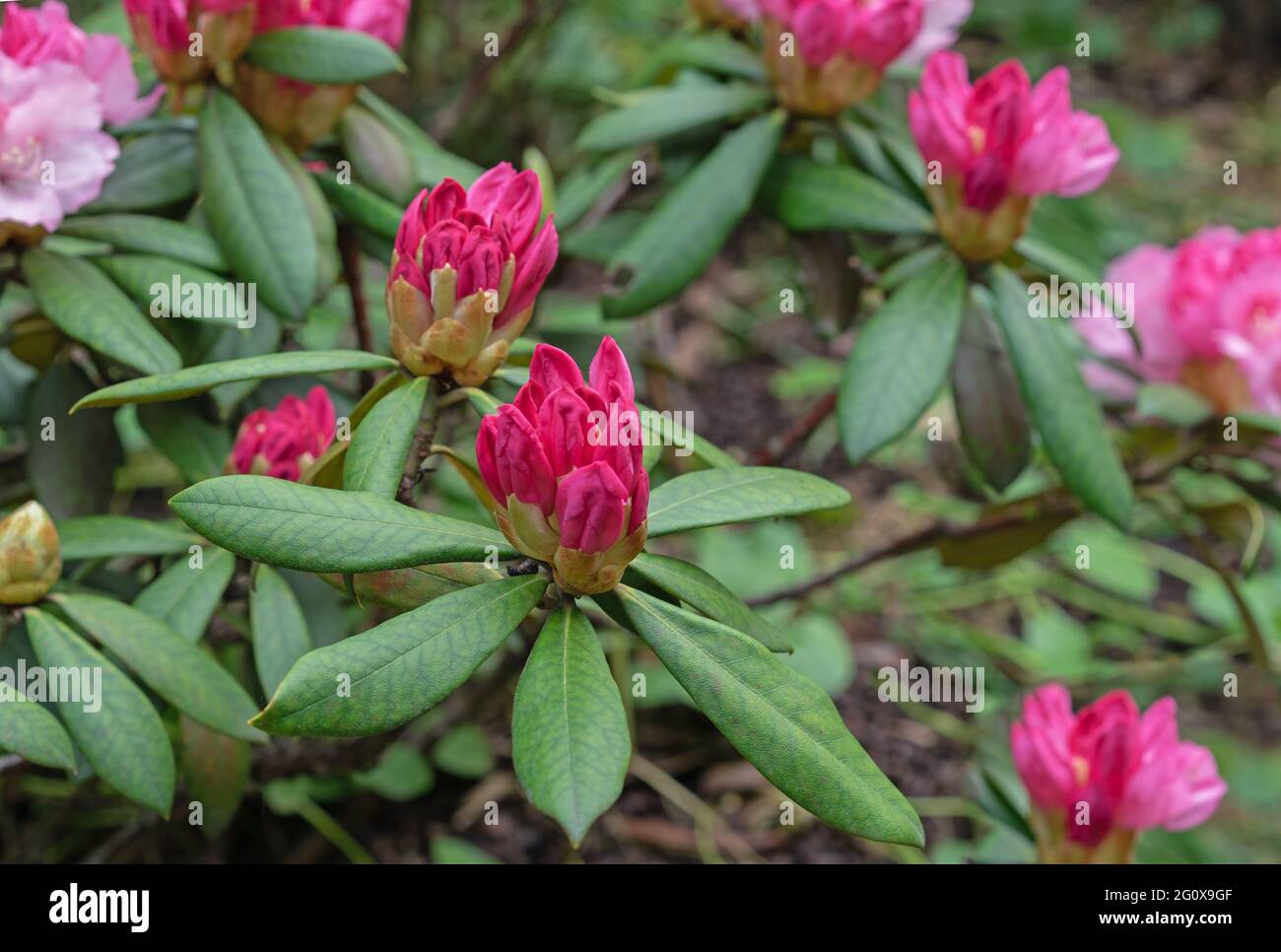 Closed bud of pink rhododendron. The beginning of flowering of