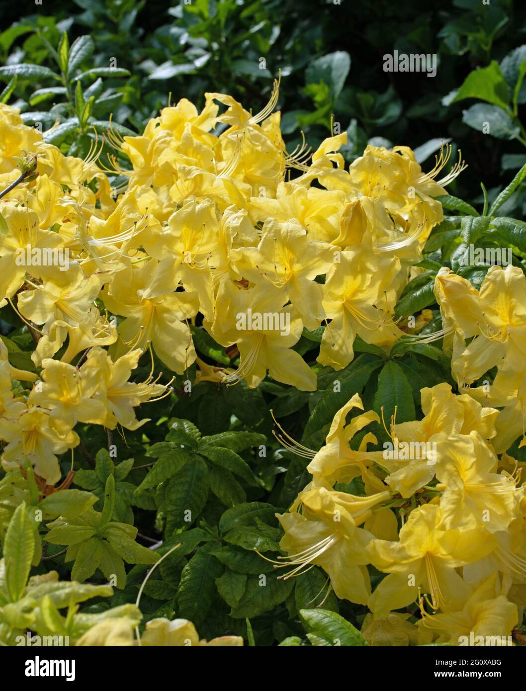 scented yellow azaleas Stock Photo