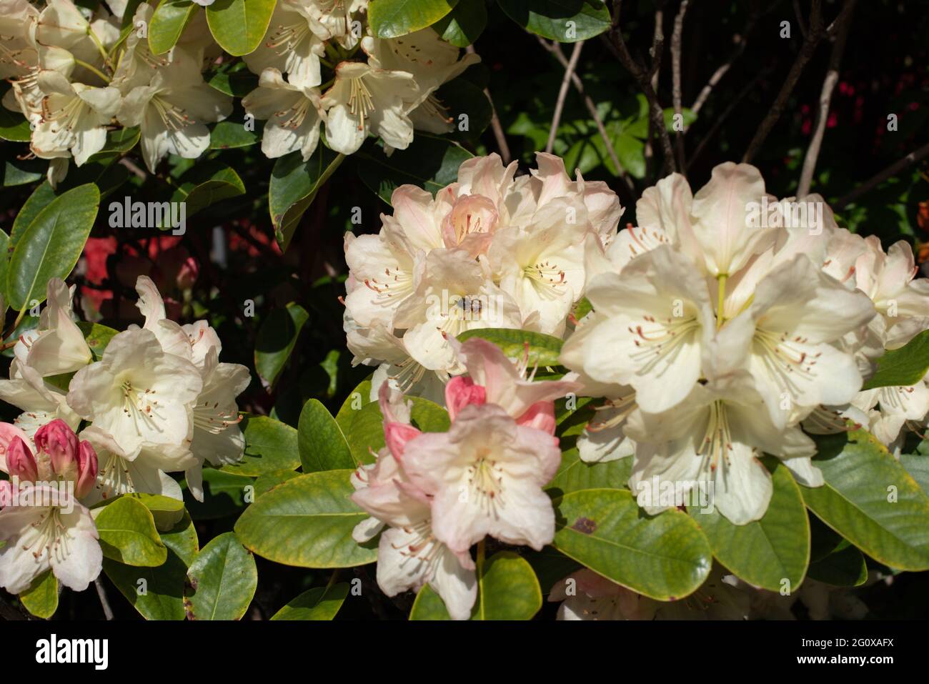 Pink buds, pale yellow Rhododendron Horizon Monarch Stock Photo