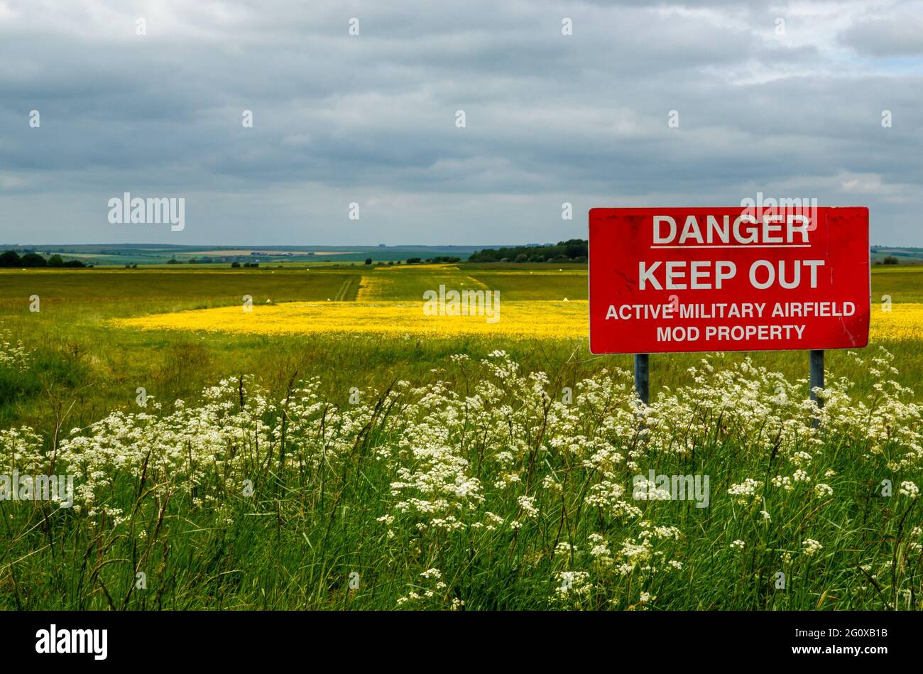 bright yellow buttercups cover the grass runway of an army airfield runway on Salisbury Plain, Wiltshire Stock Photo