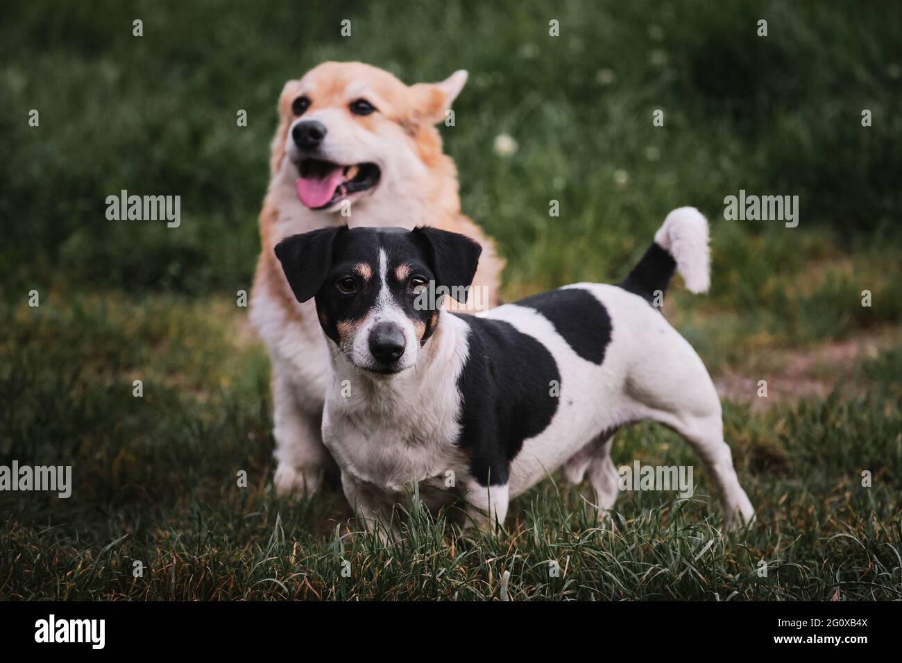 Corgi x jack russell 2025