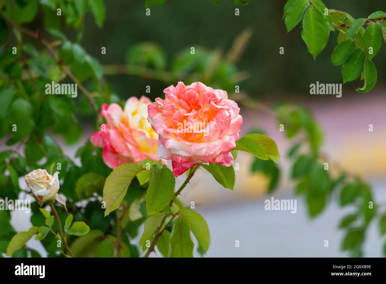 Tea Rose, a species of roses, also known as Miniature rose, botanical name is Rosa hybrida. Stock Photo