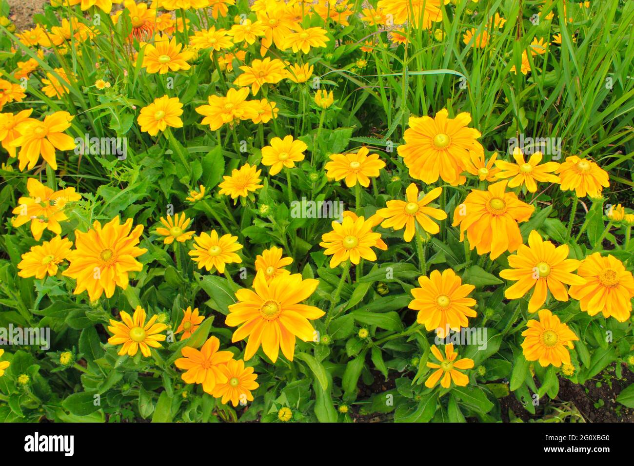 Gazania krebsiana is a perennial, evergreen, clump forming, low growing