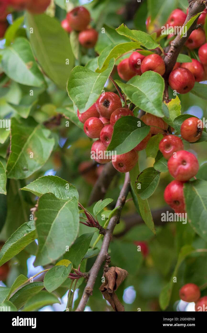 Dwarf crab apple tree hires stock photography and images Alamy