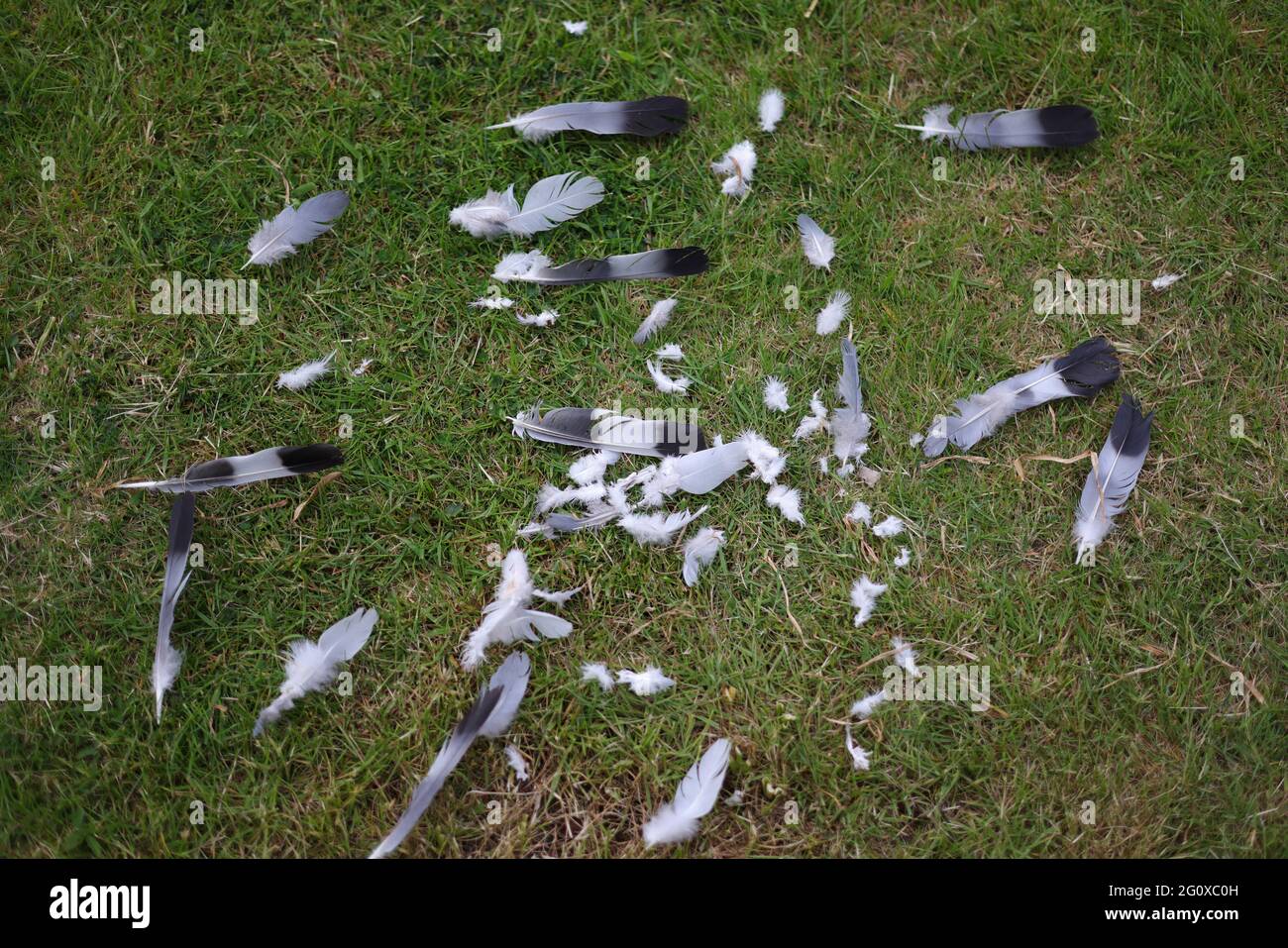 Pluck feathers hires stock photography and images Alamy