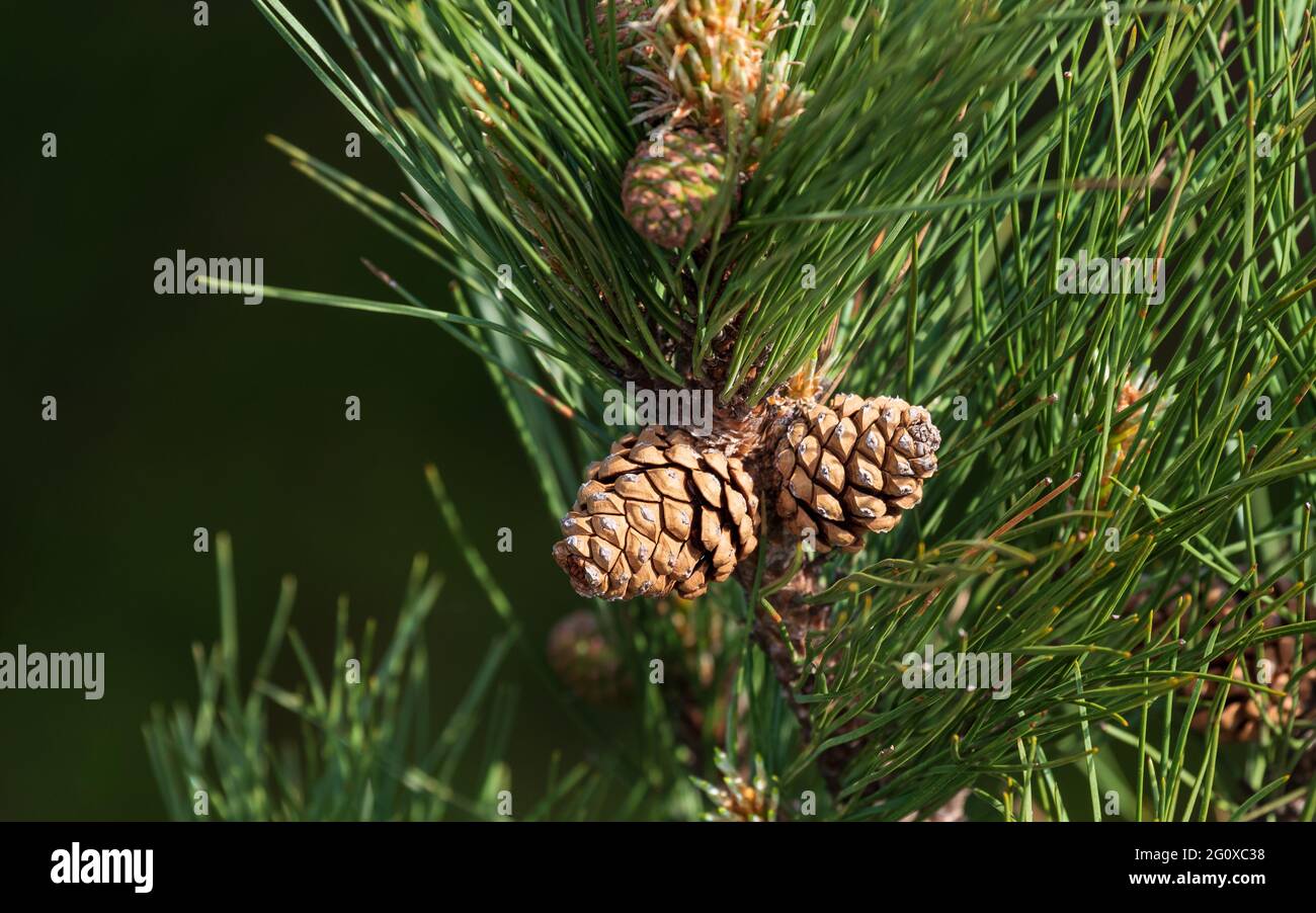 Blooming pine cones on branches isolated on a smooth green bokeh background. Stock Photo