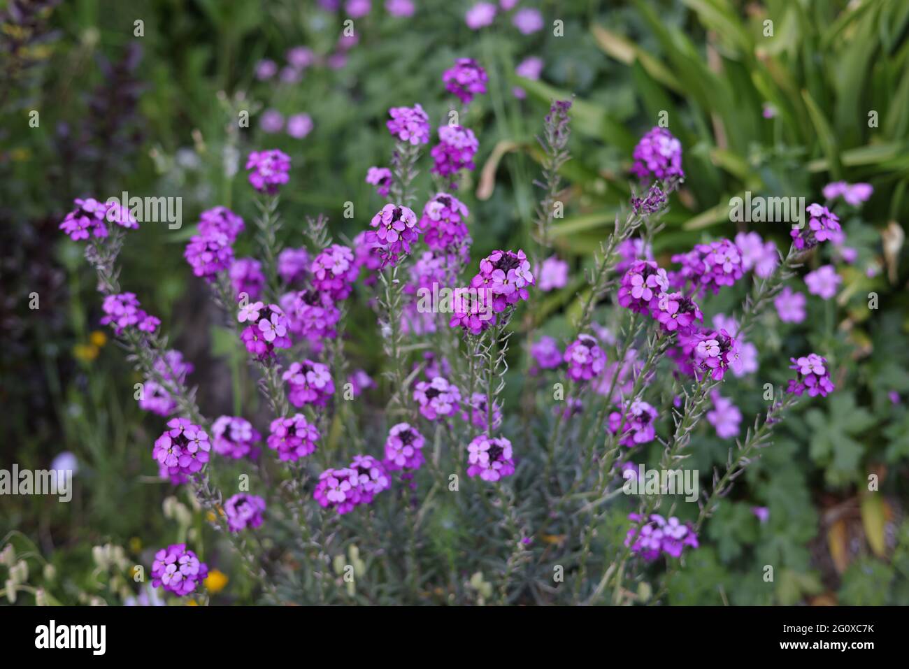 Flowers of Erysimum Bowles mauve. Stock Photo