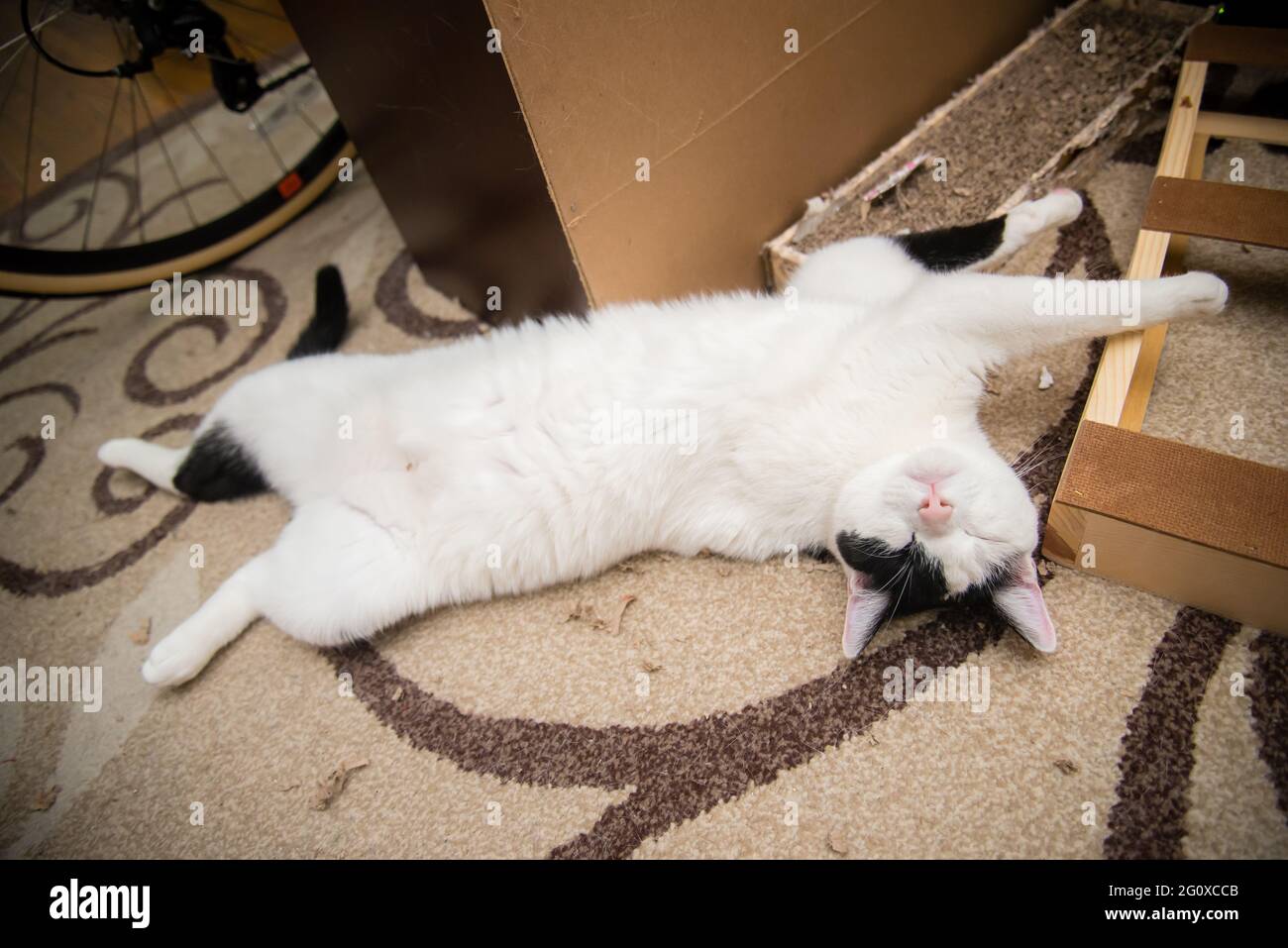 Black and white cat laying with eyes closes. Sleeping and relaxed Stock
