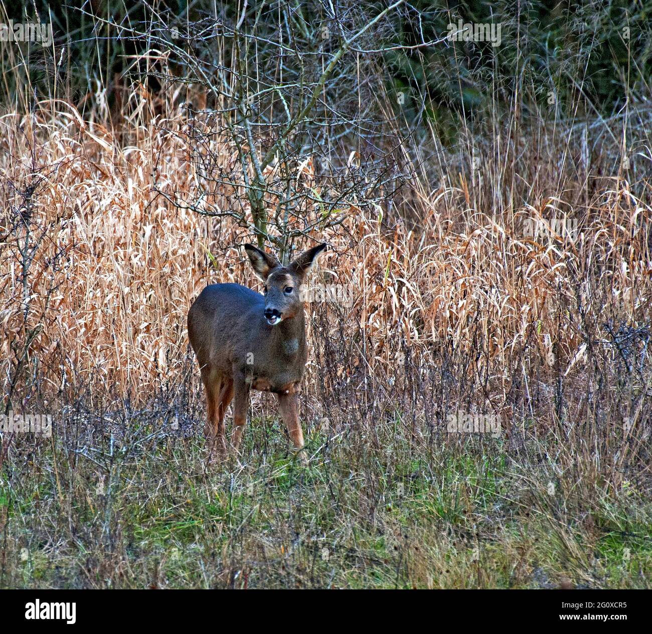 Female roe deer uk spring hi-res stock photography and images - Alamy