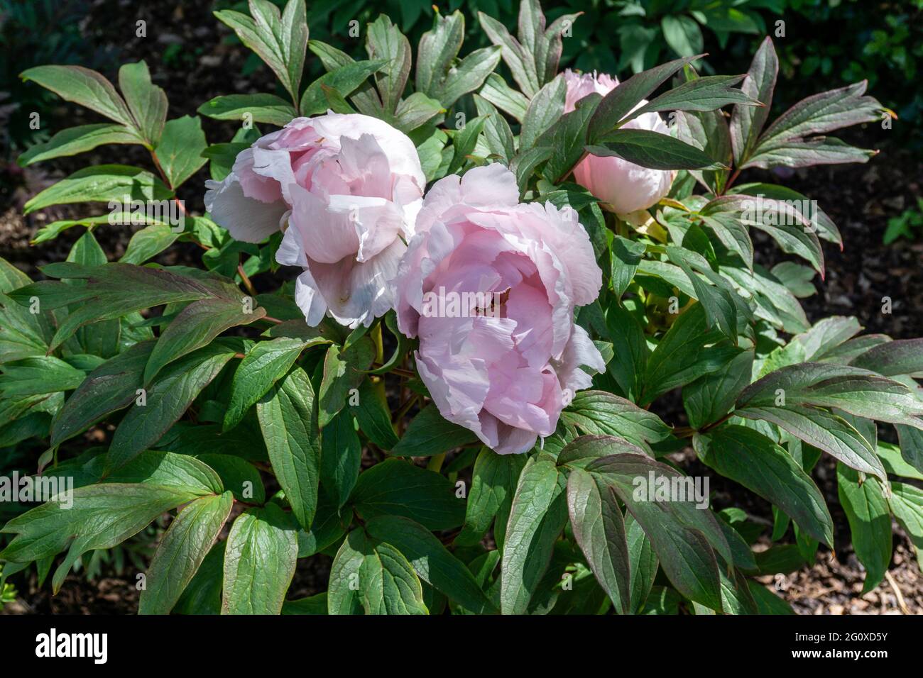Paeonia suffruticosa Yae-Zakura, a bushy deciduous plant with double soft pink flowers. Stock Photo