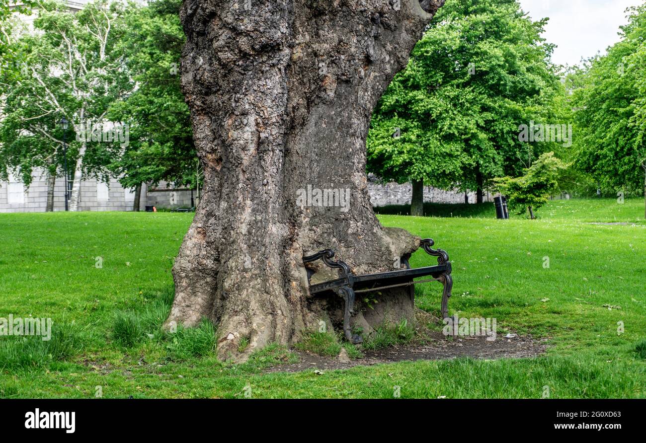 An old iron park bench which has been consumed into a tree, as the tree expanded in the grounds of the Kings Inns Dublin, Ireland. Stock Photo