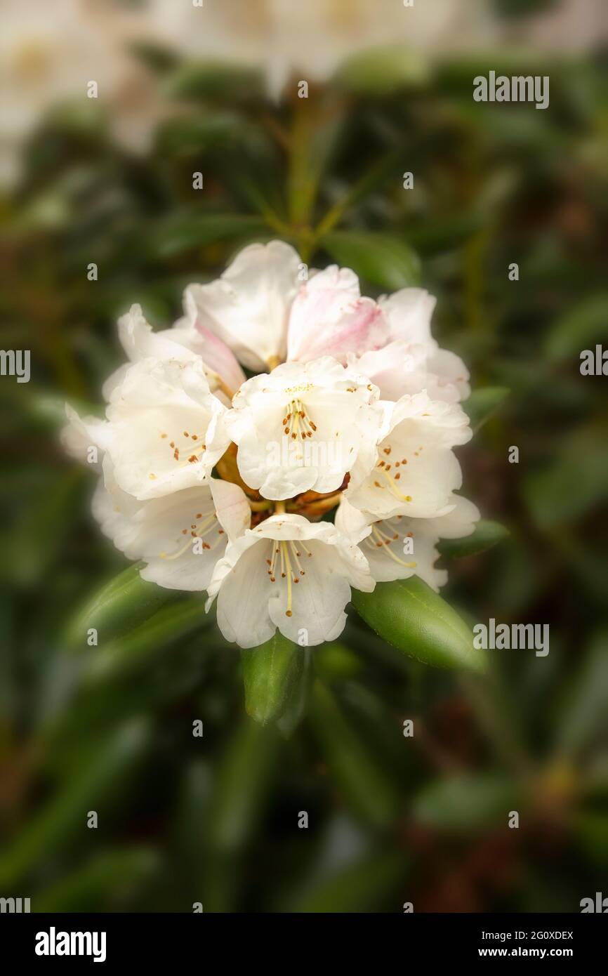 Rhododendron yakushimanum ericaceae hi-res stock photography and images -  Alamy