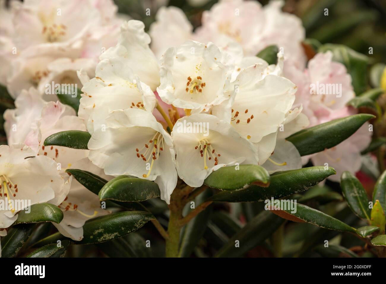 Rhododendron yakushimanum, Yakushima rhododendron, Rhododendron  yakushimanum 'Alpina', Rhododendron metternichii var. yakushimanum Stock  Photo - Alamy