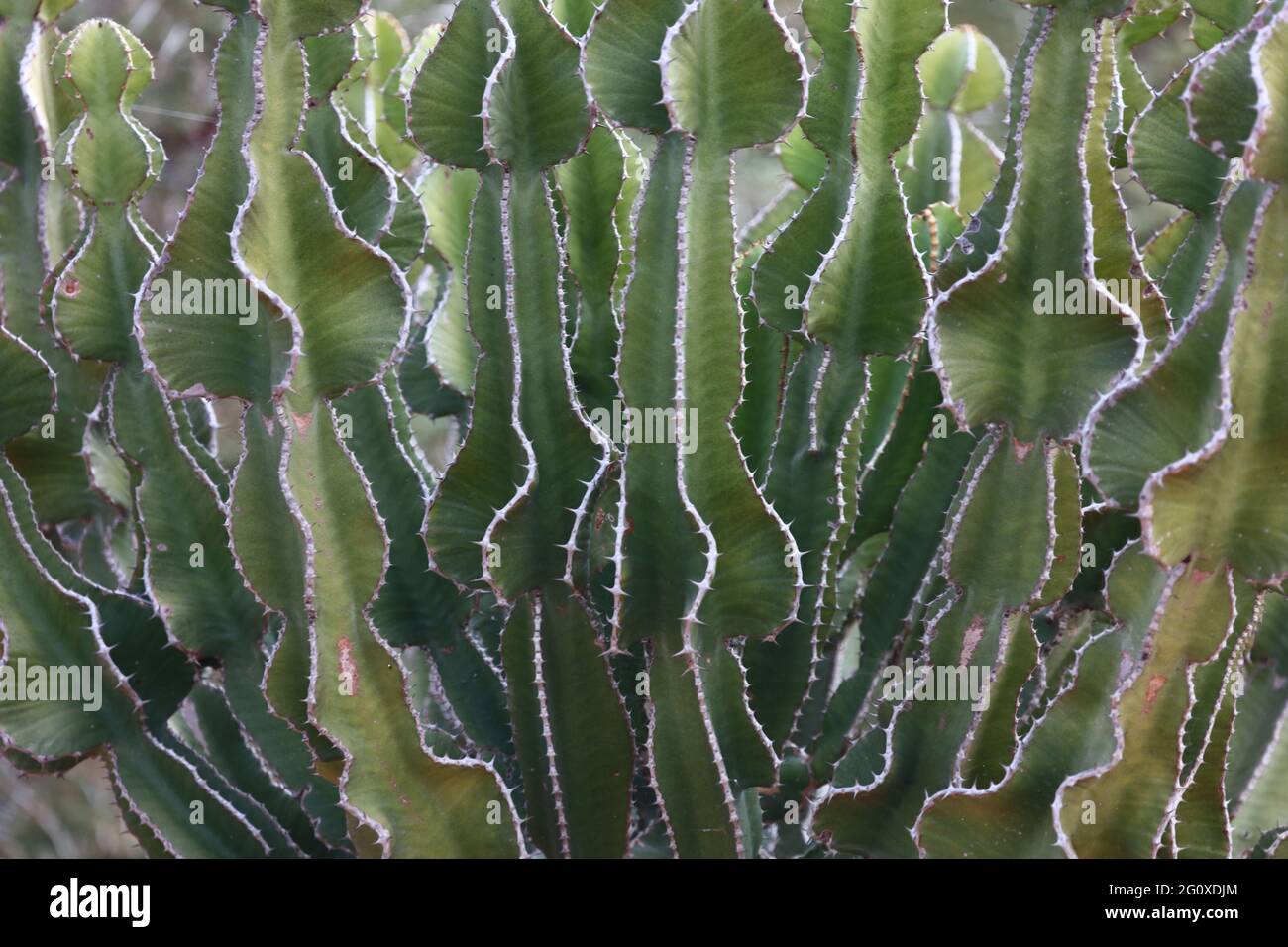 Afrikanischer Busch - Kaktus / African Bush - Cactus / Cactaceae Stock  Photo - Alamy