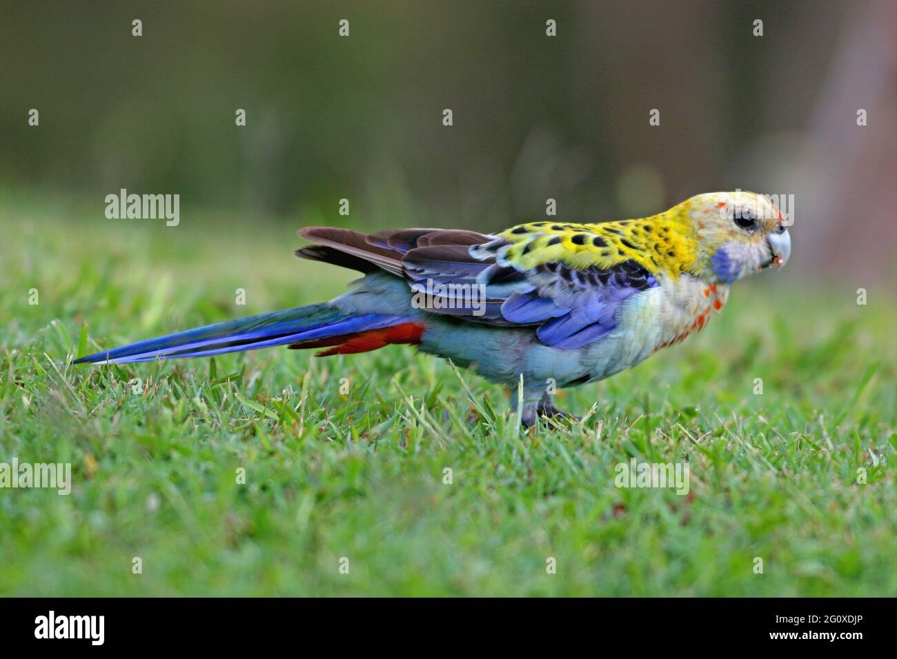Pale-headed Rosella (Platycercus adscitus palliceps) close up of adult on the ground south-east Queensland, Australia        November Stock Photo