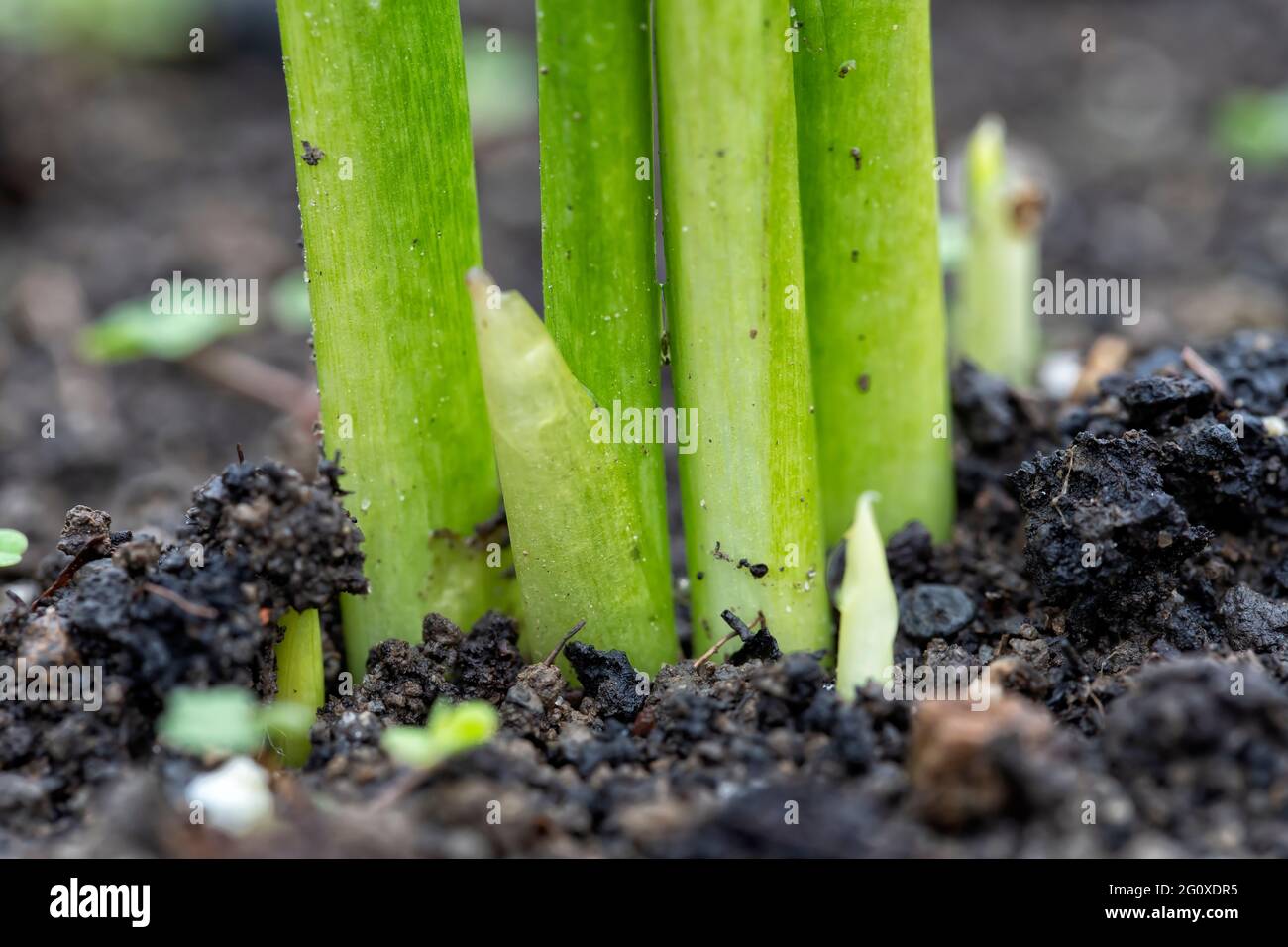 Detail of the growth of some calla Lily bulbs. Stock Photo