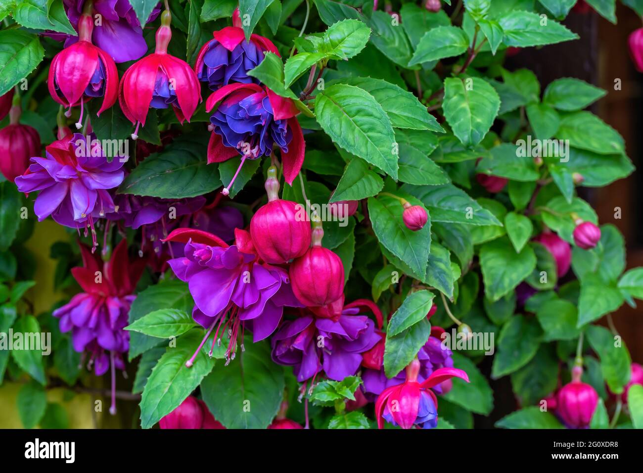 Detail of the flowering of a Fuchsia triphylla plant Stock Photo