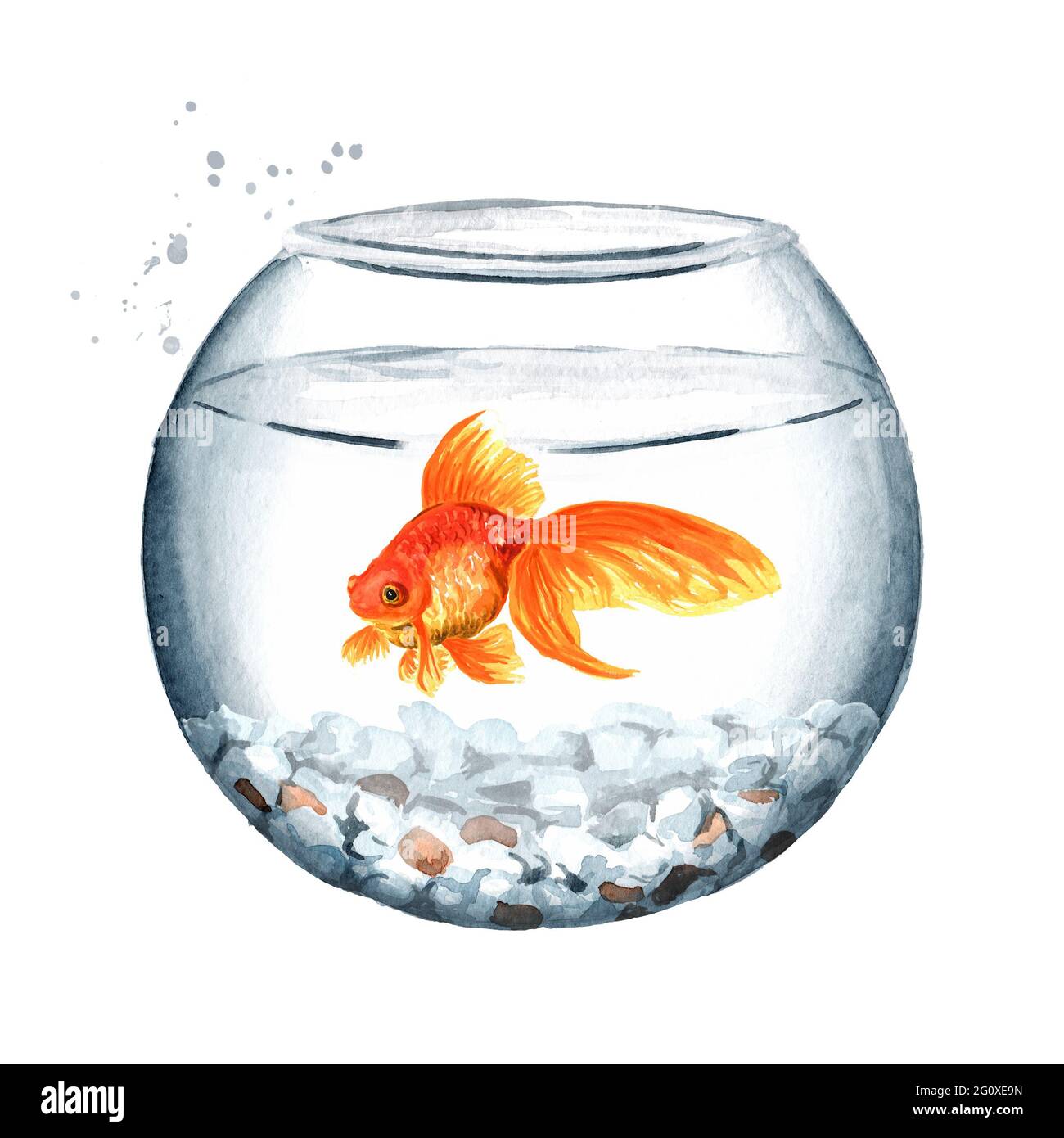 Goldfish swimming in a round glass bowl. Watercolor hand drawn