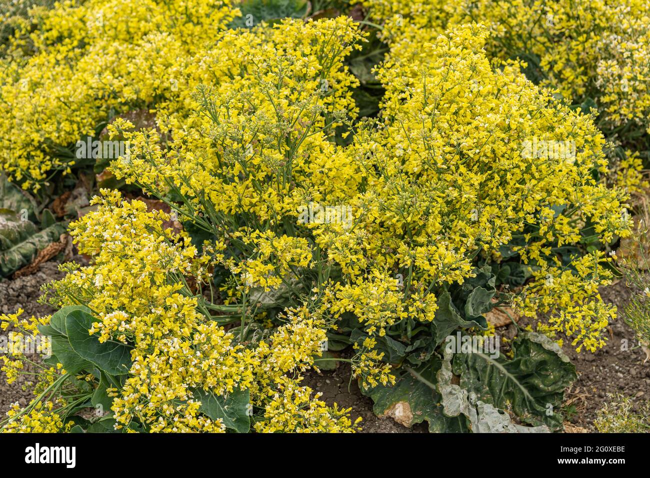 Lompoc, CA, USA May 26, 2021 Closeup of yellow blooming cauliflower