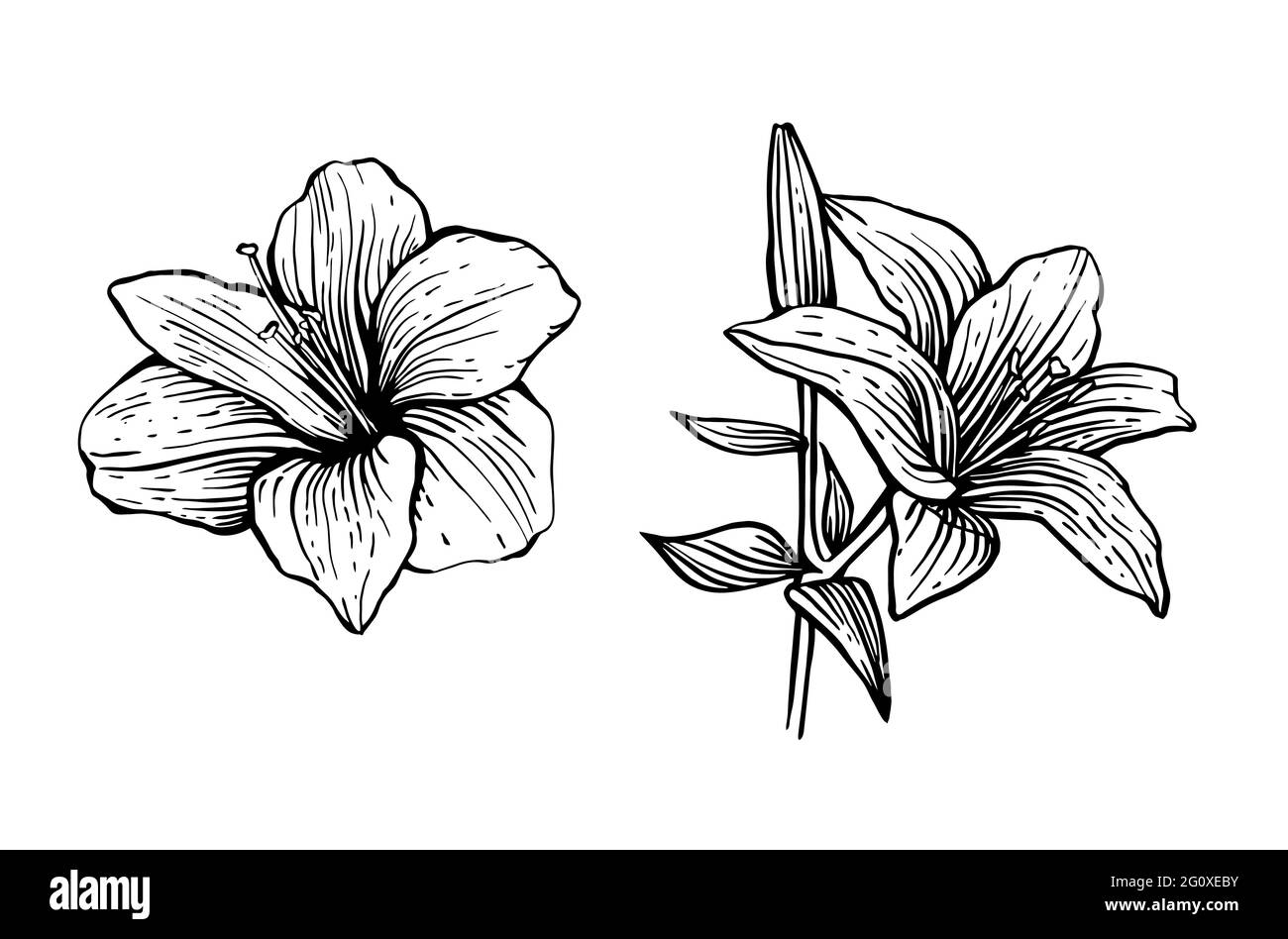 Hand drawn lily flower illustration set. Vector stock clip art Stock
