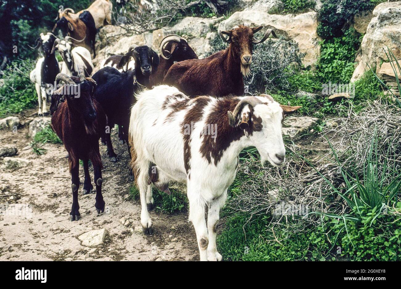 Begegnung mit einer halbwilden Ziegenherde, die über die Akamas Halbinsel  streift. - Encounter with a herd of goats roving around on the Akamas peninsula. Stock Photo