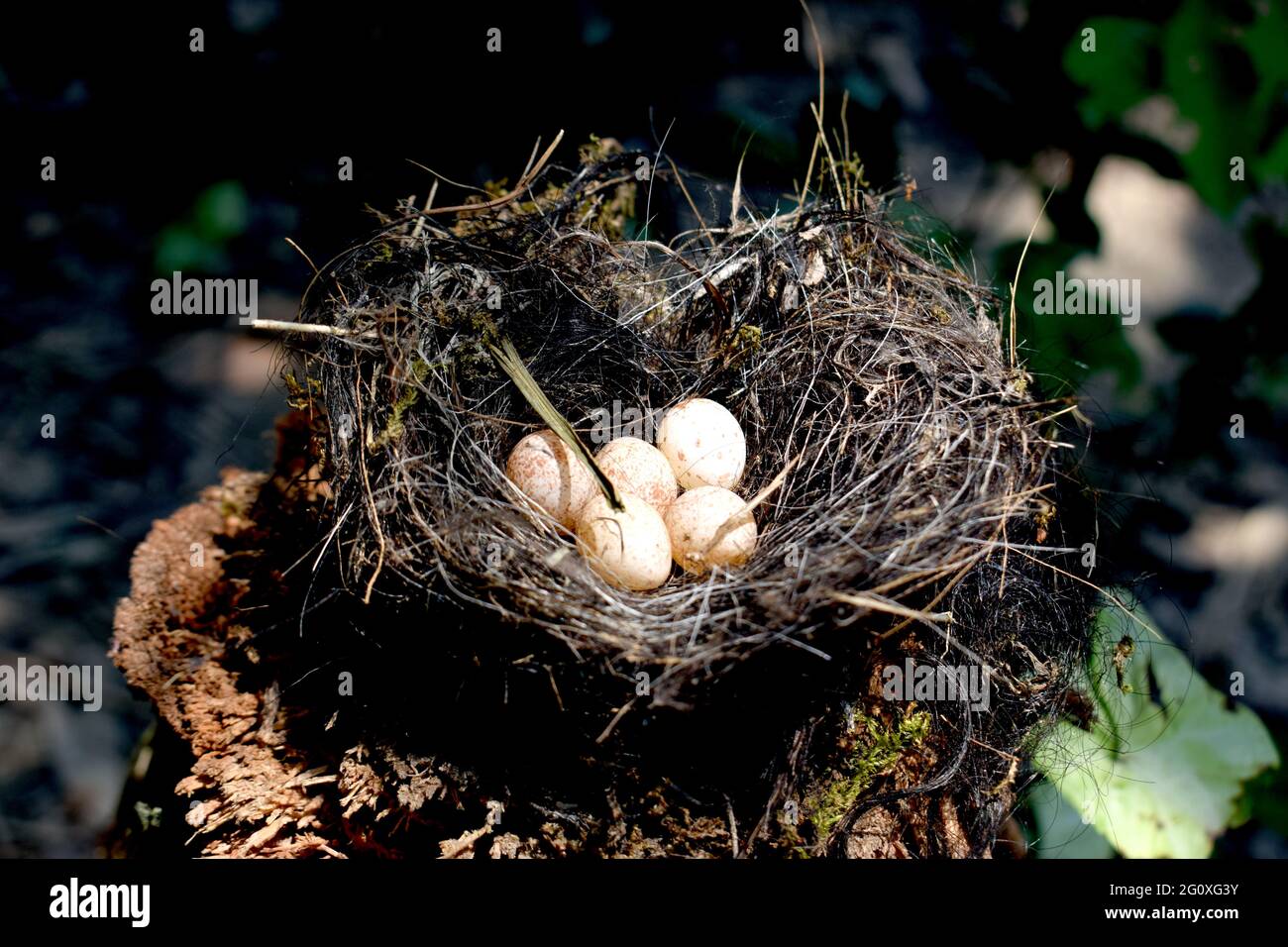 Beautiful Bird's Nest With Egg Stock Photo Alamy