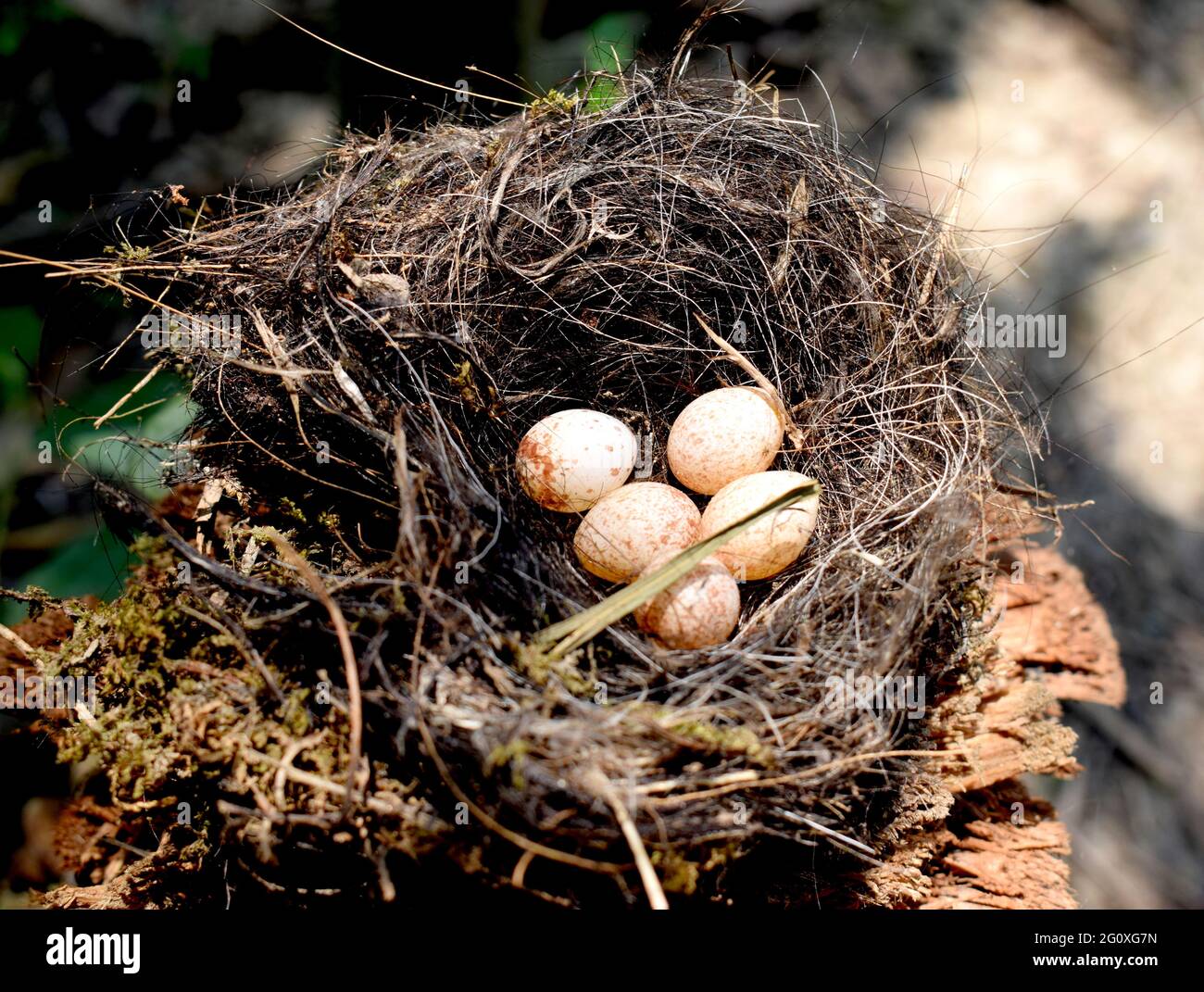 Beautiful Bird's Nest With Egg Stock Photo Alamy
