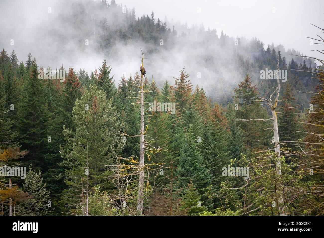 A bald eagle sits in a tall tree among pine trees on a misty day in Alaska Stock Photo